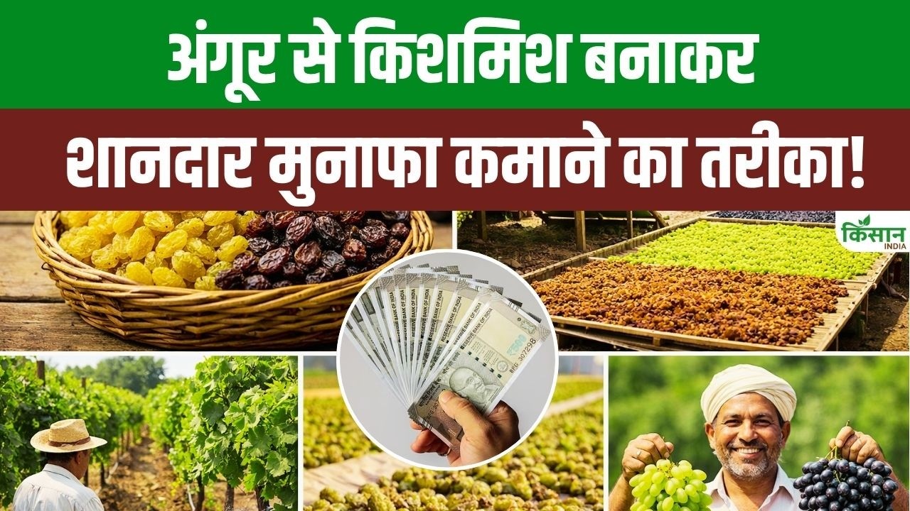 अंगूर से किशमिश बनाकर कमाएं लाखों, कम लागत में शुरू करें यह बिजनेस