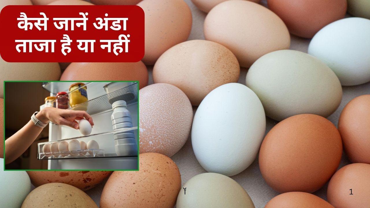गर्मी के मौसम में भी खराब नहीं होंगे अंडे! 5 हफ्ते तक रहेंगे तरोताजा.. केवल इस तरह करें स्टोर