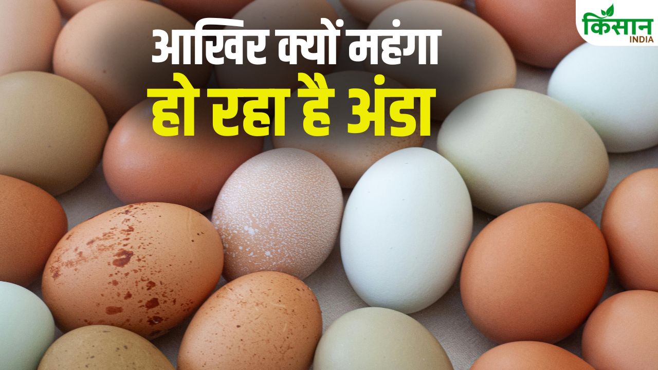 जल्द पड़ेगी महंगाई की मार! गर्मी में भी अंडा हुआ महंगा, एक हफ्ते से लगातार बढ़ रही हैं कीमतें