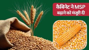 कैबिनेट फैसला: गेहूं-मक्का समेत कई फसलों का MSP बढ़ा, गेहूं किसानों को 8 हजार रुपये मिलेगा भाव कैबिनेट फैसला: गेहूं-मक्का समेत कई फसलों का MSP बढ़ा, गेहूं किसानों को 8 हजार रुपये मिलेगा भाव