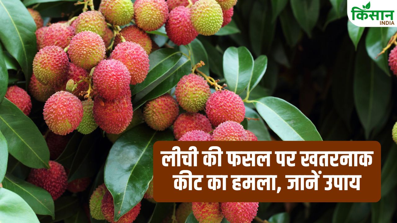 लीची में लग रहे हैं खतरनाक कीट, अभी नहीं संभले तो पूरी फसल हो सकती है बर्बाद, कृषि विभाग की एडवाइजरी