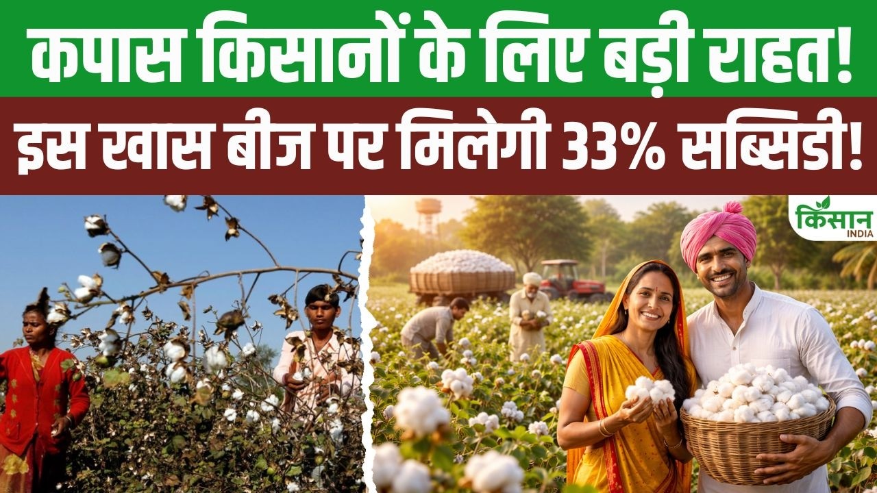 कपास की खेती होगी आसान, 33 फीसदी सब्सिडी वाले बीज से किसानों को मिलेगा बड़ा फायदा और बढ़ेगी आय
