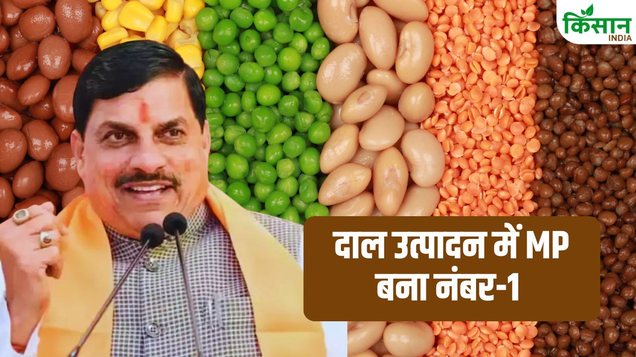 मध्यप्रदेश बना खेती का किंग! दाल में नंबर-1, कई फसलों में टॉप.. जानें कैसे किसानों ने बदल दी पूरी तस्वीर