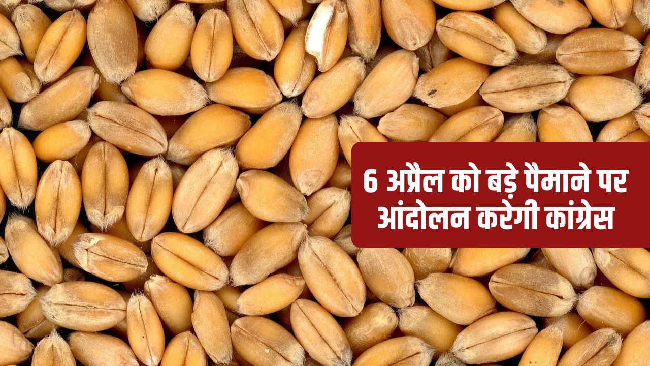 MP में गेहूं खरीदी में हो रही देरी से जीतू पटवारी नाराज, कहा- कृषि मंत्री के निवास के सामने करेंगे भूख हड़ताल