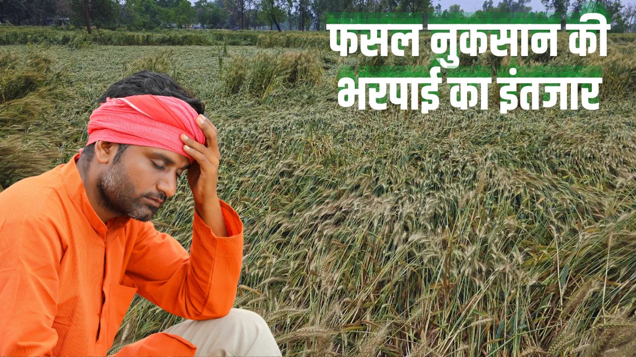 महाराष्ट्र में बारिश से 5.12 लाख एकड़ फसल चौपट, सरकार ने आर्थिक मदद का किया ऐलान.. सर्वे का काम शुरू