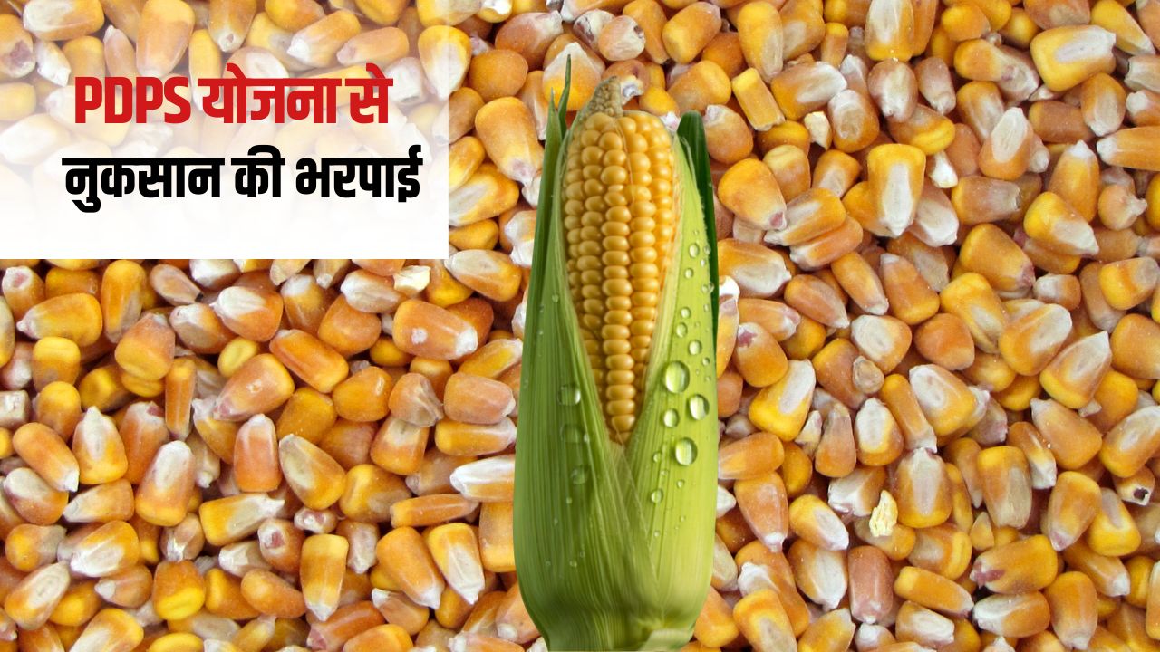 MSP से कम मक्का का भाव, अब केंद्र शुरू करेगा खरीदी? नुकसान की होगी भरपाई