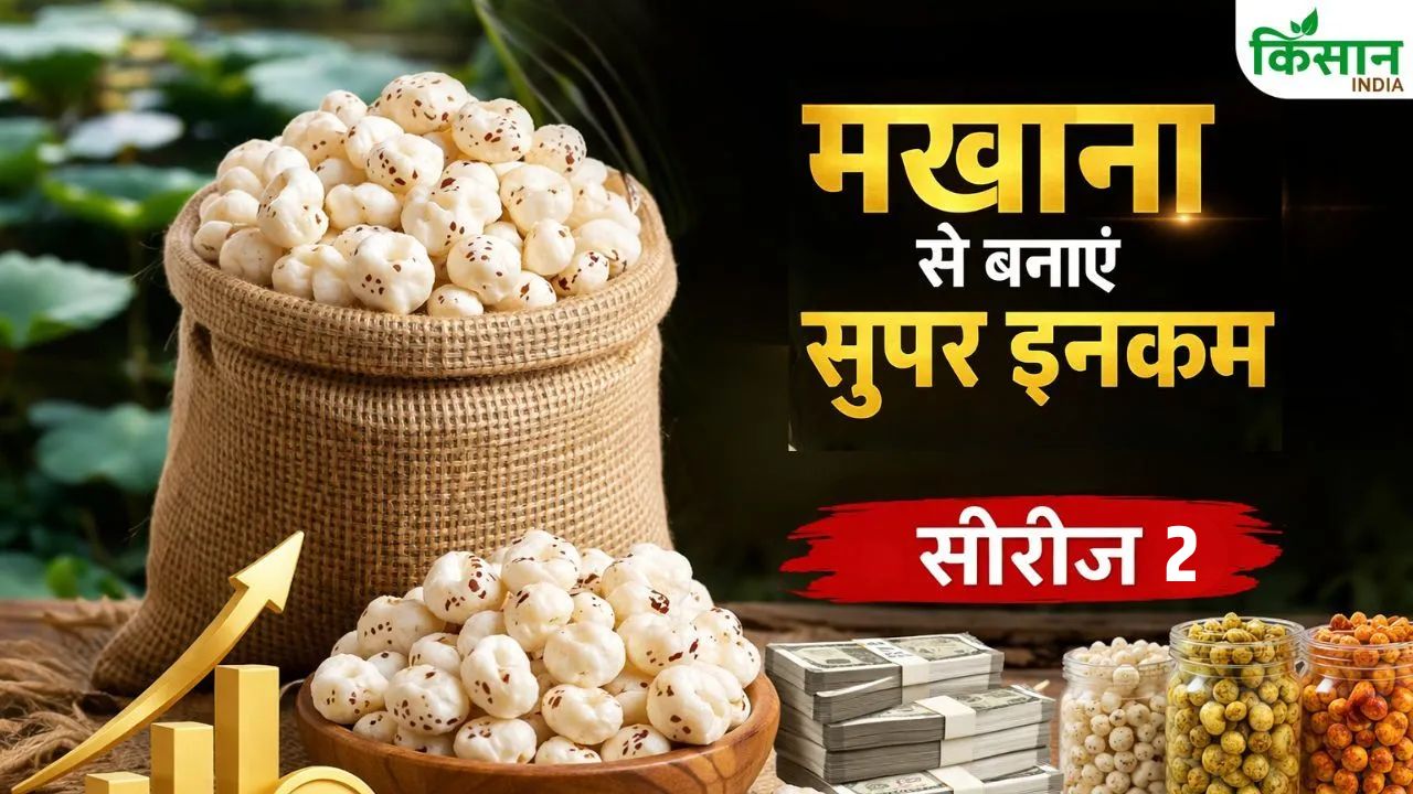 Makhana Farming: किसानों की किस्मत बदल रही मखाना की खेती, सरकार दे रही 3.5 करोड़ तक सब्सिडी