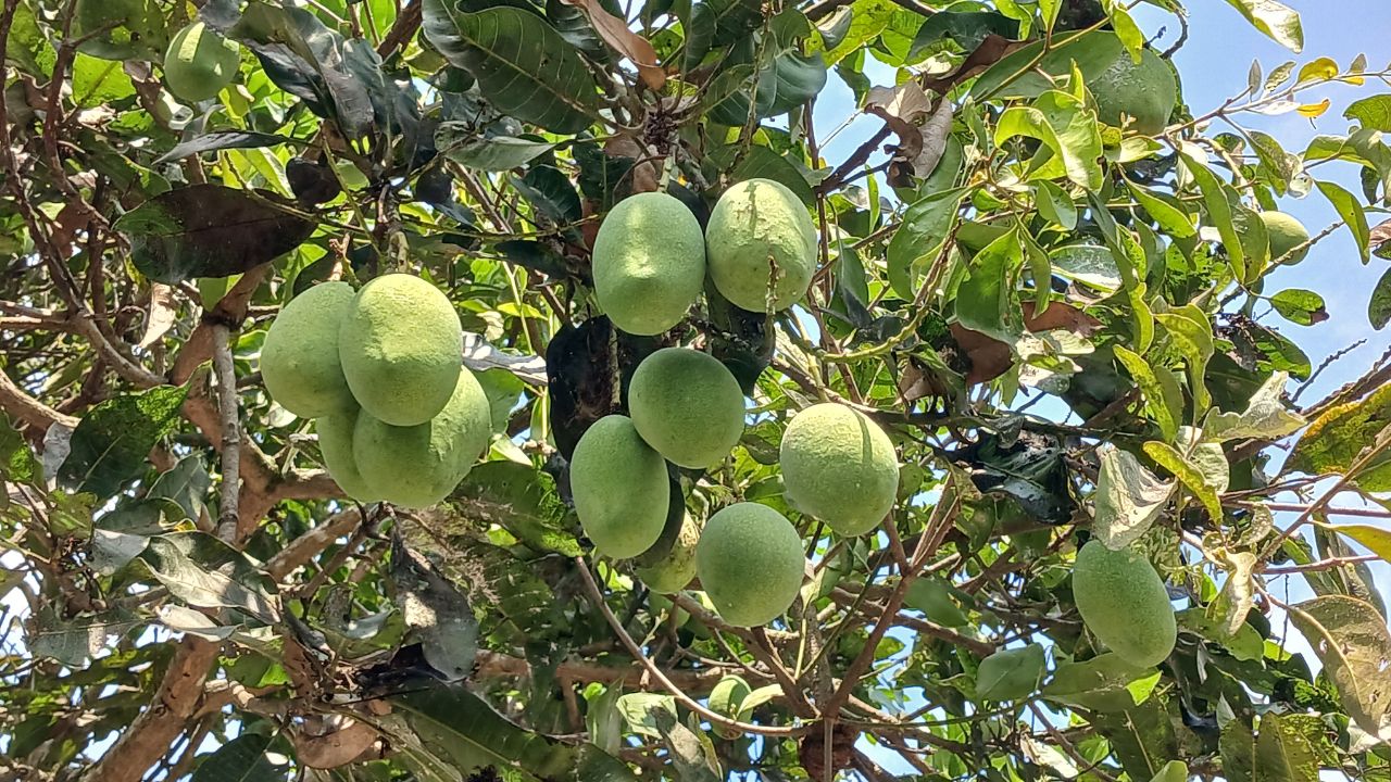 आम के फटते फलों से हैं परेशान! अभी अपनाएं एक्सपर्ट के बताए ये 5 उपाय, नहीं तो पूरी फसल हो जाएगी बर्बाद