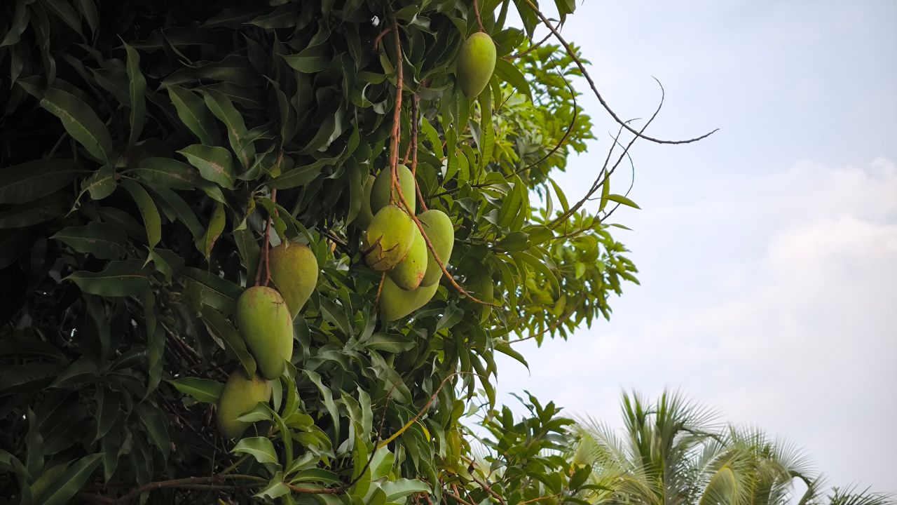 आम पर बढ़ा कीट और रोगों का खतरा, अपनाएं बिहार कृषि विभाग के ये टिप्स, वरना पूरी फसल हो सकती है बर्बाद!