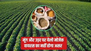 ट्रायल में कृषि वैज्ञानिकों को मिली बड़ी सफलता, 90 दिनों में तैयार हो जाएगी अरहर की फसल.. पैदावार भी अधिक