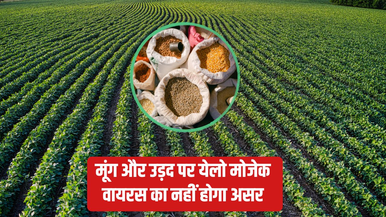 ट्रायल में कृषि वैज्ञानिकों को मिली बड़ी सफलता, 90 दिनों में तैयार हो जाएगी अरहर की फसल.. पैदावार भी अधिक