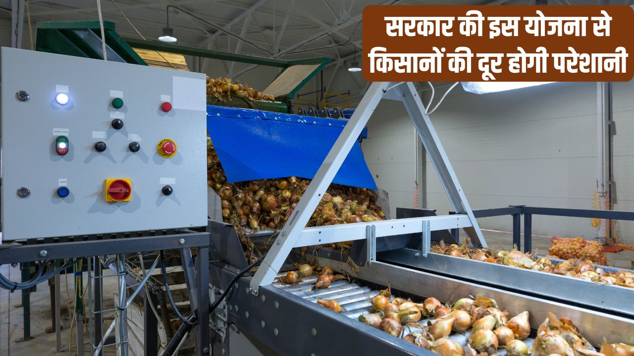 प्याज की गिरती कीमतों को रोकने के लिए बड़ी पहल, सरकार लगाएगी प्रोसेसिंग यूनिट.. किसानों की बढ़ेगी इनकम