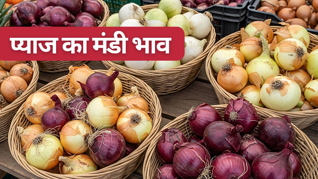 प्याज के भाव धड़ाम होने से किसानों पर आफत, प्याज का दाम 800 रुपये क्विंटल और लागत 1800 रुपये
