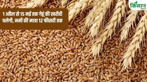 हरियाणा में आज से गेहूं खरीदी शुरू, 12 लाख किसानों ने कराया पंजीकरण.. मंडी में 10 रुपये में मिलेगा खाना हरियाणा में आज से गेहूं खरीदी शुरू, 12 लाख किसानों ने कराया पंजीकरण.. मंडी में 10 रुपये में मिलेगा खाना