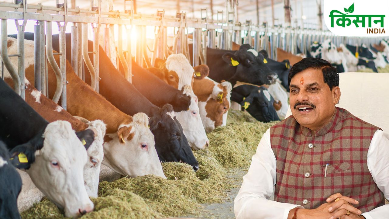 MP में डेयरी सेक्टर को बढ़ावा,  26 हजार जुड़ेंगे गांव.. किसानों की बढ़ेगी कमाई