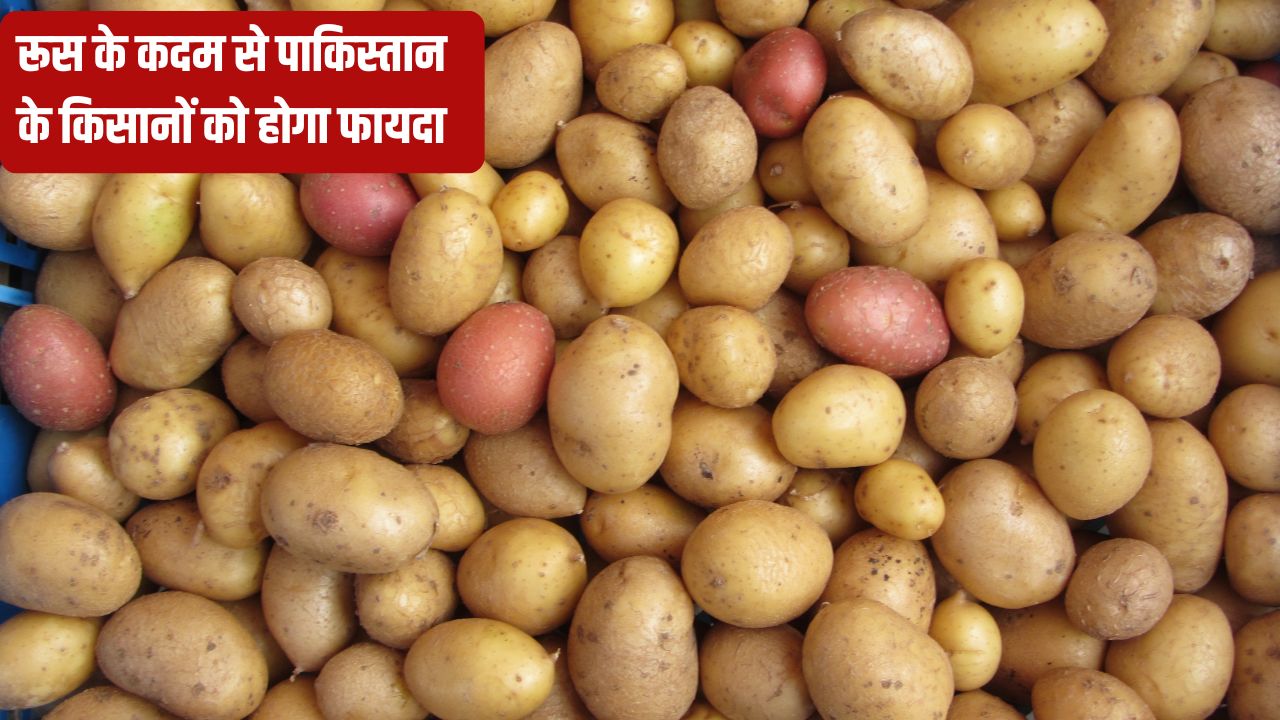 रूस ने पाकिस्तान को दी बड़ी राहत, आलू आयात से हटाया बैन.. जानें भारत पर क्या होगा असर