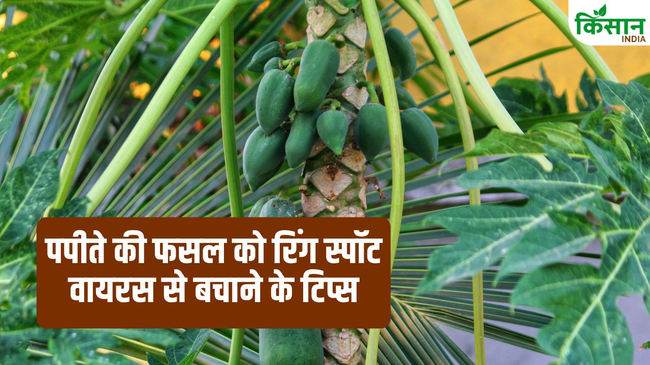 पपीता की खेती में ये गलती पड़ सकती है भारी! एक्सपर्ट से जानें रोपण का सही समय पर और रोग प्रबंधन के टिप्स