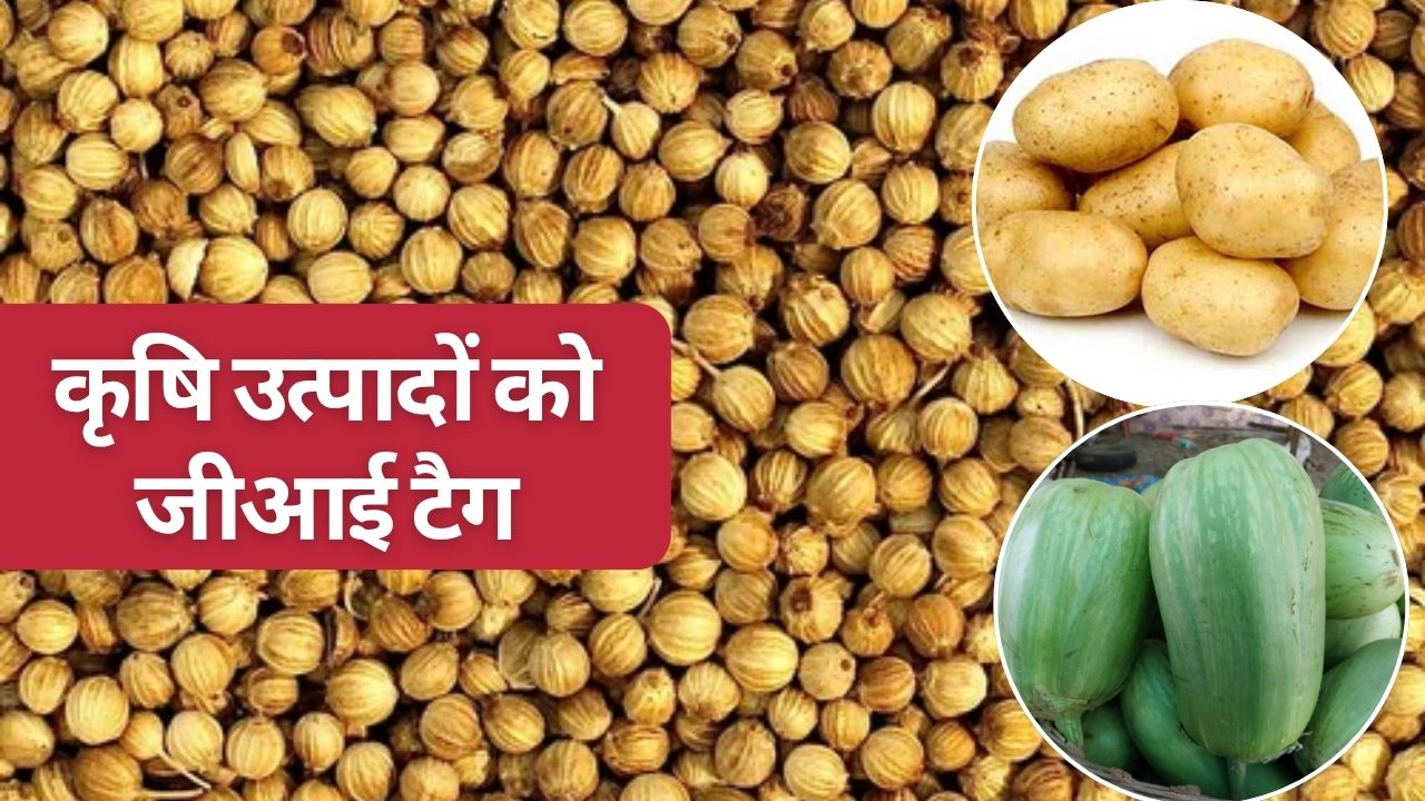 MP की 11 फसलों को मिलेगा जीआई टैग, कुंभराज धनिया और मालवी आलू समेत पूरी लिस्ट देखिए 