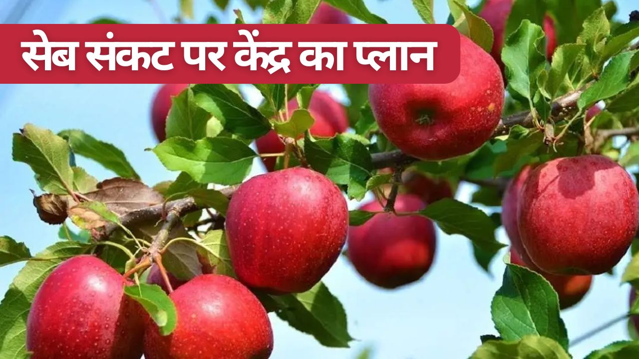 कश्मीरी सेब उत्पादन संकट पर केंद्र की बड़ी तैयारी, क्लीन प्लांट से लेकर रोगमुक्त पौध का प्लान तैयार