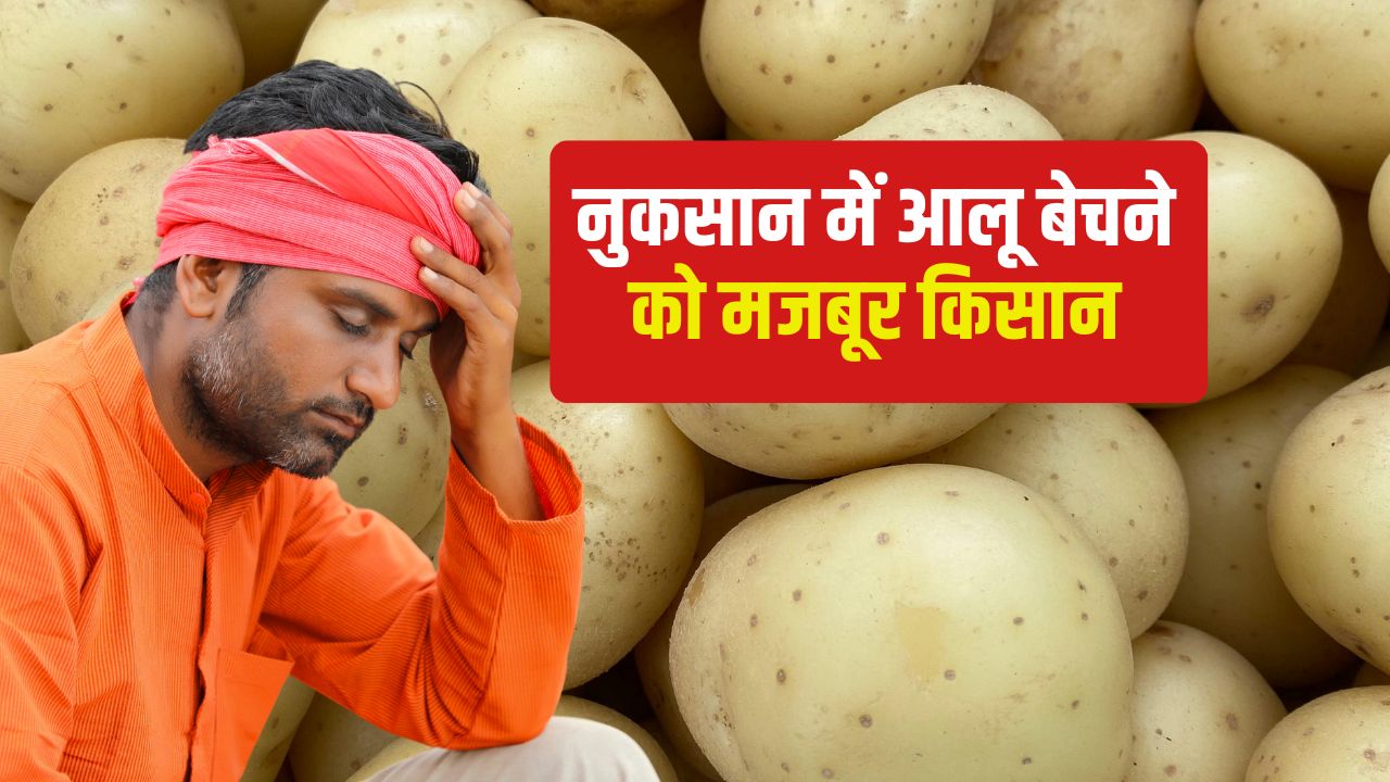 बंगाल में लागत से कम आलू का मार्केट भाव, कई जगहों में 3 रुपये किलो रेट.. किसान परेशान