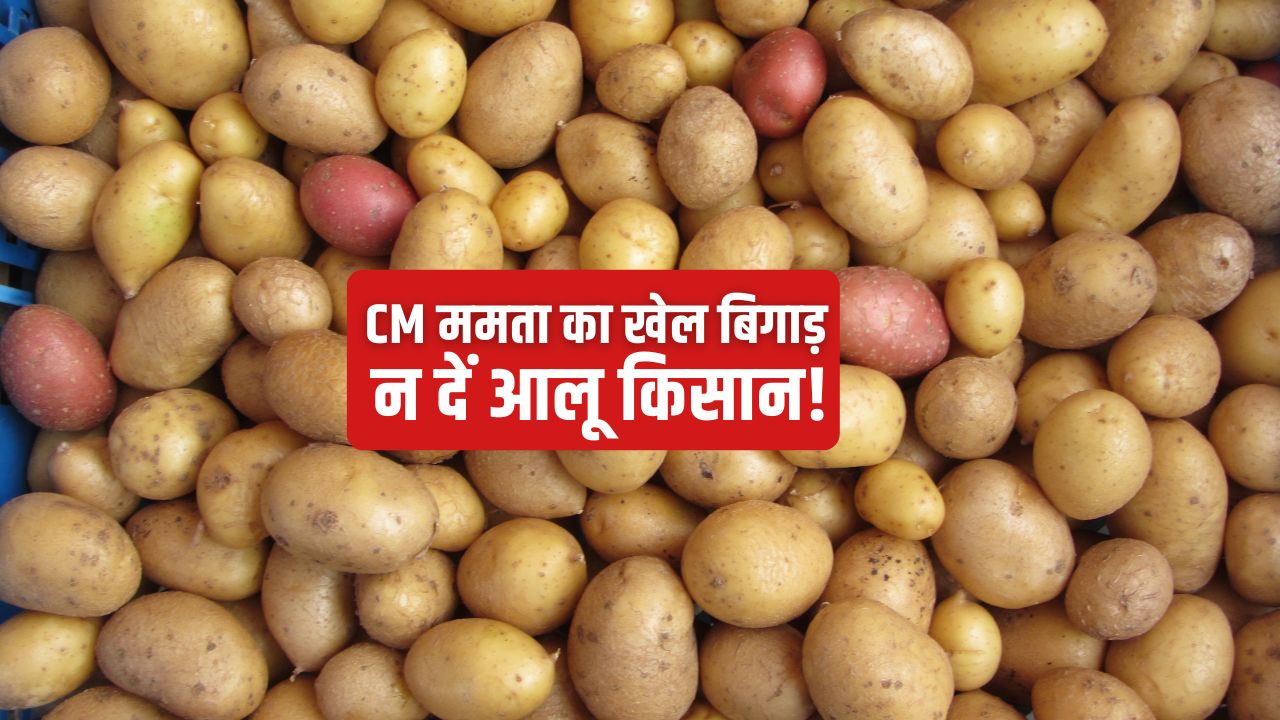 पश्चिम बंगाल में 4 रुपये किलो आलू, रेट में गिरावट से 14 लाख किसान प्रभावित.. बढ़ा सियासी पारा