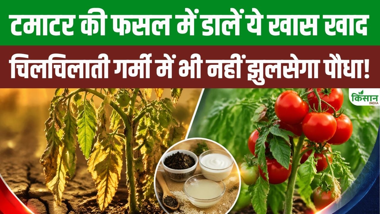 चिलचिलाती गर्मी में टमाटर के पौधे को सूखने से बचाने के लिए अपनाएं रसोई की ये तीन आसान चीजें