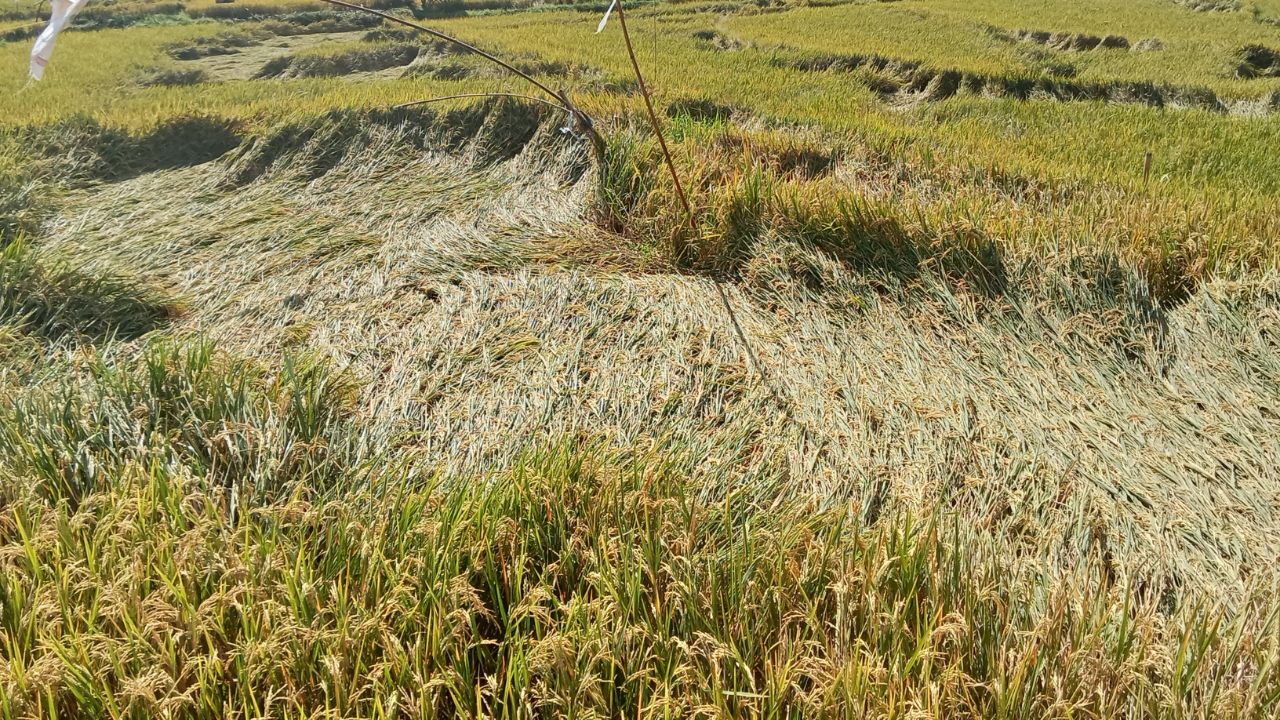 Crop Protection Tips: बारिश में फसल बर्बाद होने से कैसे बचाएं? किसान तुरंत अपनाएं ये 6 आसान उपाय