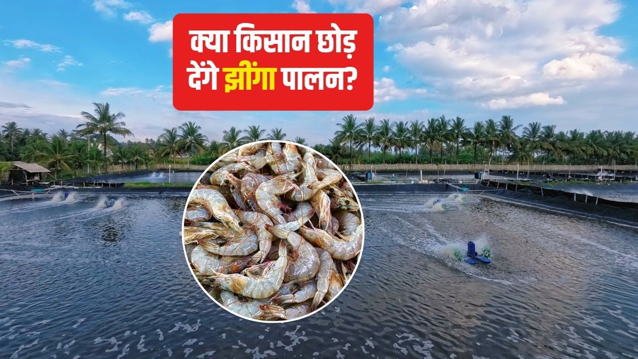 बीमारी फैलने से झींगा किसानों को नुकसान, 2000 रुपये तक गिरा रेट.. अब मिलेगी सब्सिडी ?