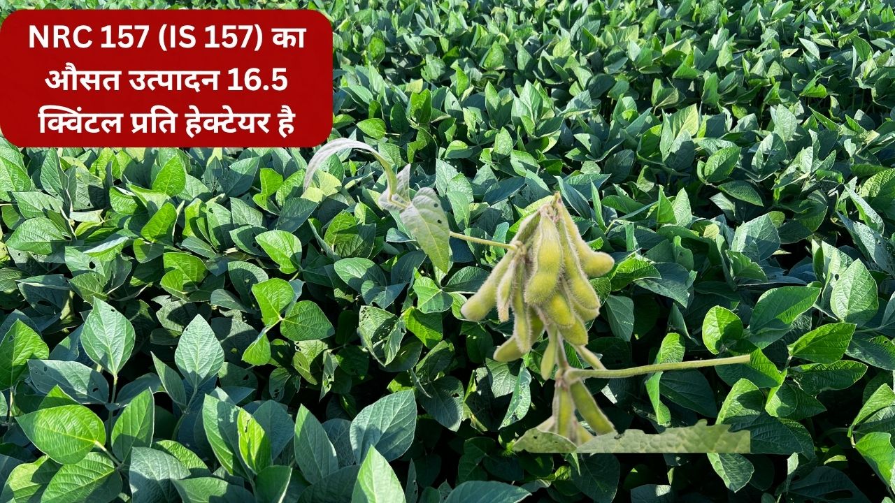 MP सरकार ने सोयाबीन की 3 नई किस्मों को दी मंजूरी, अब 90 दिनों में फसल तैयार.. पैदावार भी पहले से ज्यादा