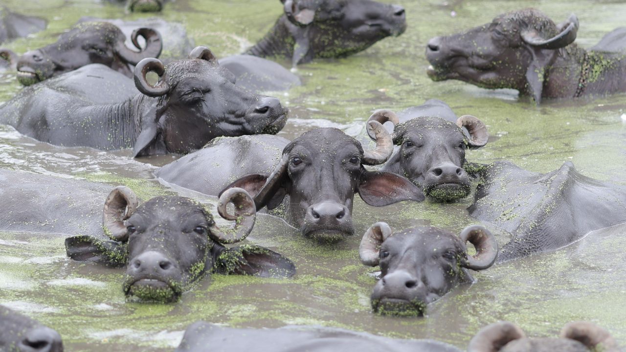 Bijnor News: दबिश पड़ते ही गंगा में कूद गईं 125 भैंसें, पूरी रात दो जिलों की टीमें करती रहीं तलाश, पढ़ें पूरा मामला