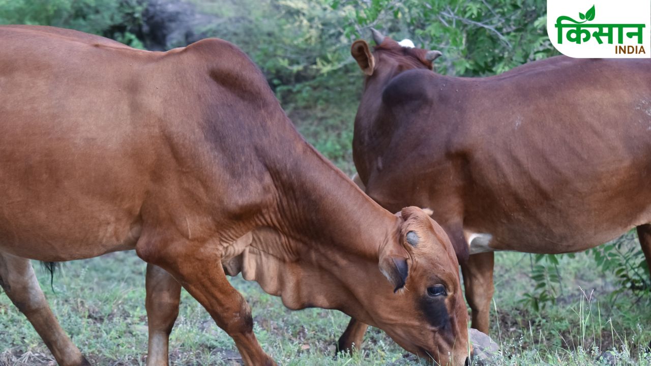 दूध की रानी गिर गाय से बदल रही किसानों की किस्मत, कम मेहनत में बन रहा बड़ा कमाई का रास्ता