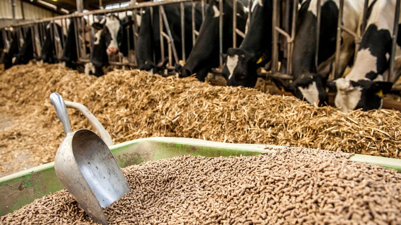 Animal Feeding: पशुपालकों के लिए आसान तरीका, सुबह सही चारा खिलाते ही बढ़ने लगेगा दूध उत्पादन