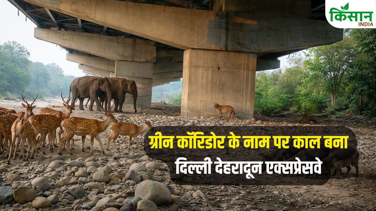 विकास की रफ्तार या वन्यजीवों पर वार…दिल्ली-देहरादून एक्सप्रेसवे ने बदली तस्वीर या बढ़ाई परेशानी?