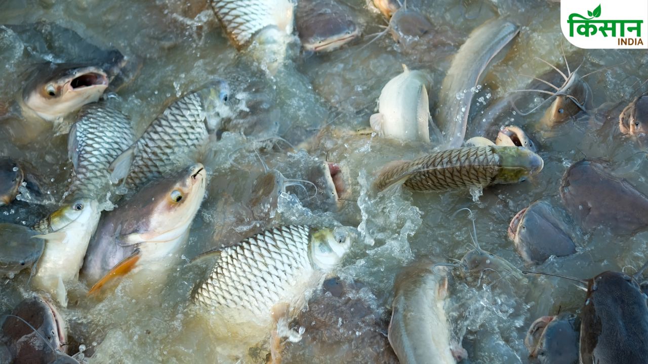 Fish Farming: खाली जमीन या छोटे तालाब से शुरू करें मछली पालन, 6 महीने में मिलेगा शानदार मुनाफा