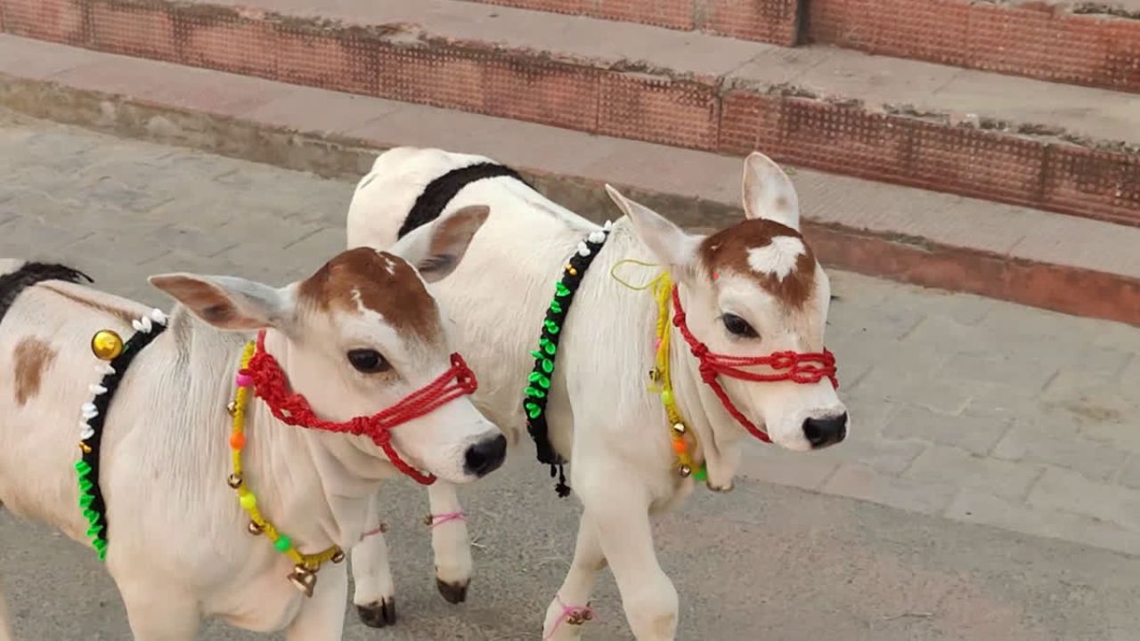 1 हजार रुपये लीटर बिक रहा दुनिया की सबसे छोटी गाय का दूध, पीएम मोदी की चहेती है ये गाय