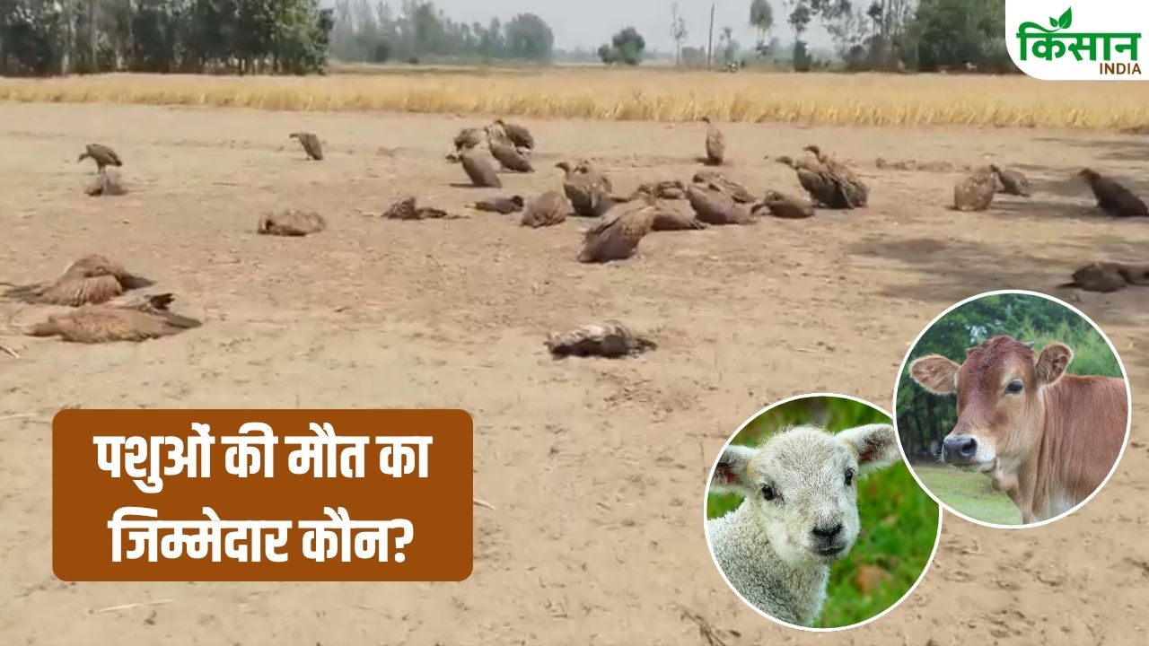 लखीमपुर में 25 गिद्धों की मौत… जहरीले कुत्तों का मांस बना काल, राजस्थान में भी भेड़ों की मौत से बढ़ी टेंशन