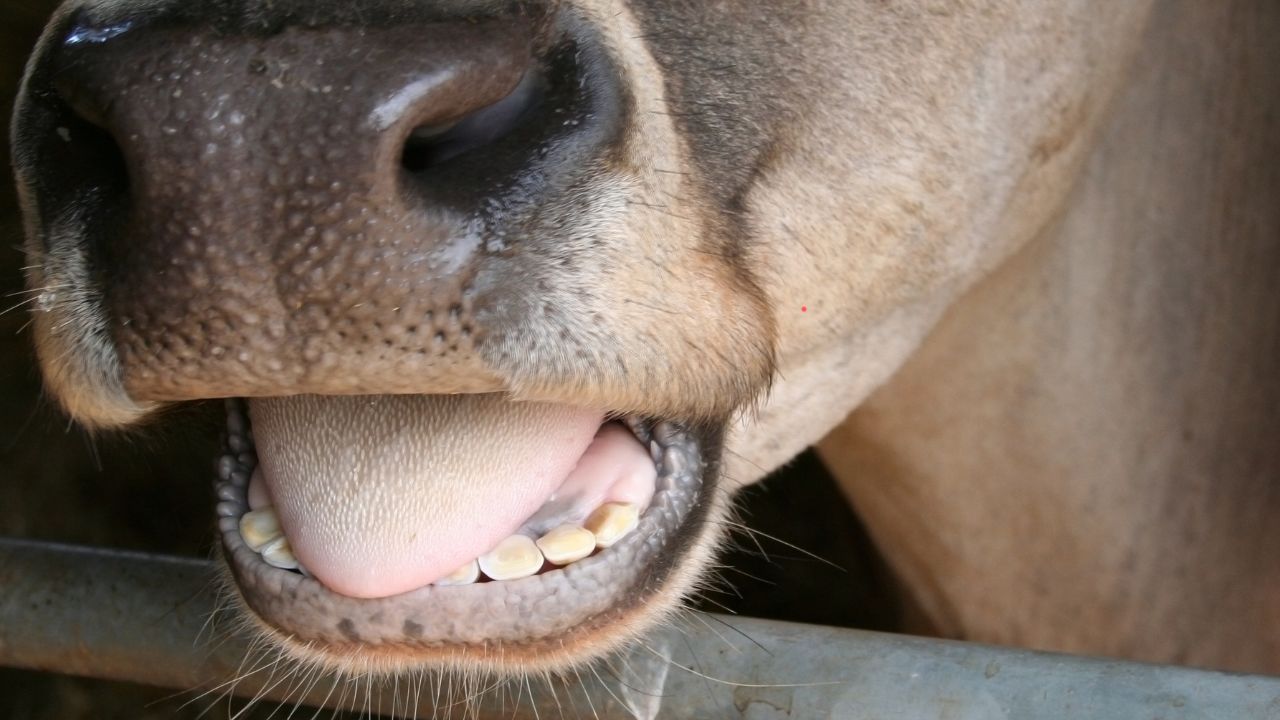 FMD Vaccination: अब नहीं होगा खुरपका-मुंहपका का डर, जानिए कैसे लगवाएं पशुओं को मुफ्त टीका