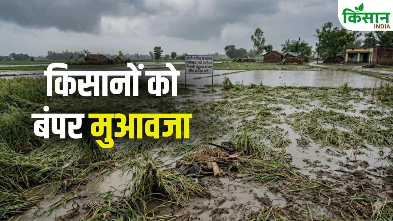 आंधी-बारिश से नुकसान हुआ तो चिंता नहीं… सरकार प्रति हेक्टेयर दे रही 22500 रुपये, जल्दी करें आवेदन