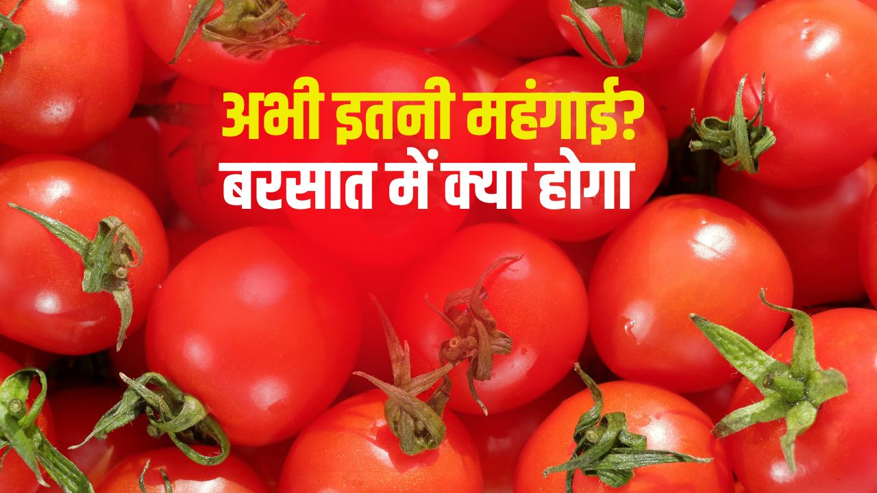 टमाटर बिगाड़ेगा बजट! 5000 रुपये क्विंटल हुआ होलसेल रेट.. रिटेल में भी बढ़ेंगी कीमतें