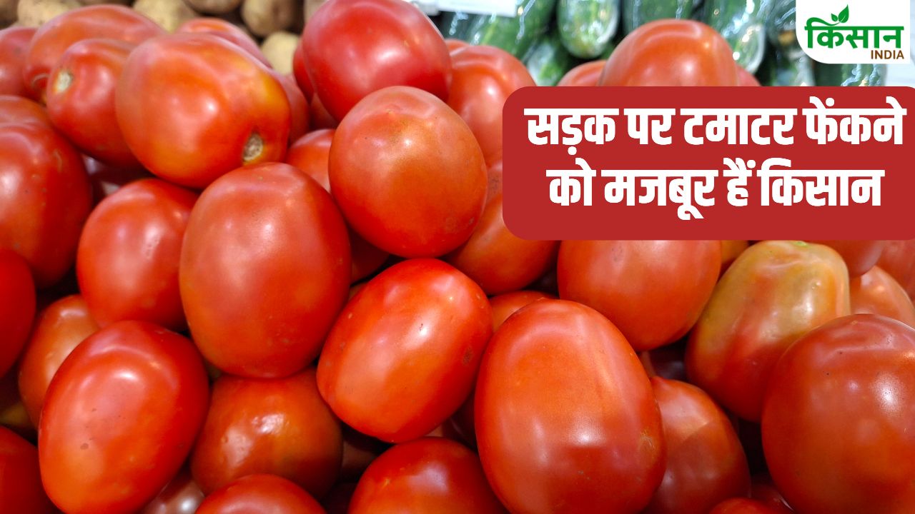 बढ़ने के बजाए घट रहा टमाटर का रेट, इन दो राज्यों में बुरा हाल.. कहीं ईरान-इजरायल जंग तो नहीं है वजह ?