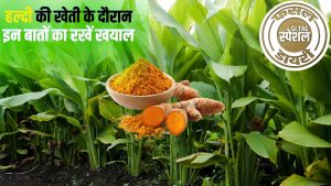 कैंसर दवा बनाने में इस्तेमाल होती है ये हल्दी, मई में करें बुवाई और 8 महीने में फसल तैयार.. कमाई भी होगी तगड़ी