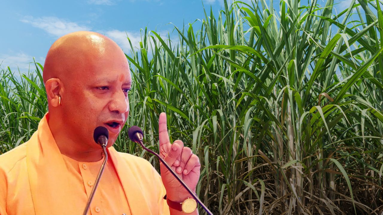 ड्रिप तकनीक ने बदला सिंचाई का गणित, गन्ना उपज 25 फीसदी तो खाद-पानी में 50 फीसदी बचत