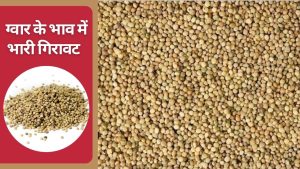 ग्वार बीज के दाम में तेज बदलाव से वैश्विक बाजार में हलचल, भारत में तेजी से गिरा ग्वार गम का रेट ग्वार बीज के दाम में तेज बदलाव से वैश्विक बाजार में हलचल, भारत में तेजी से गिरा ग्वार गम का रेट