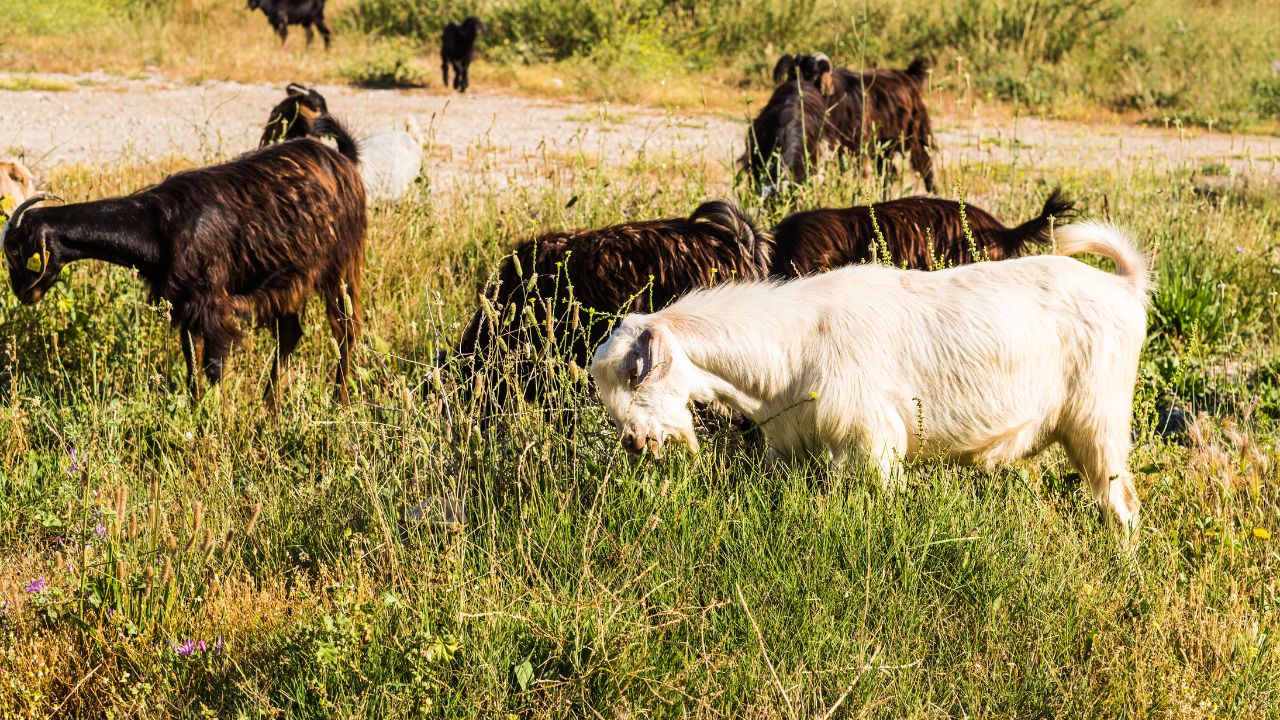 Goat Farming: बकरियों को रोज 500 ग्राम अजोला खिलाएं, दूध बढ़ेगा और चारे का खर्च भी होगा कम
