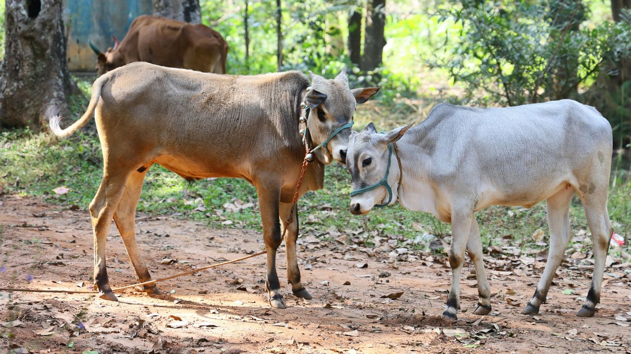 Green Fodder: गर्मी में पशुपालक अपनाएं ये 4 आसान उपाय, पशु रहेंगे स्वस्थ और चारा मिलेगा भरपूर