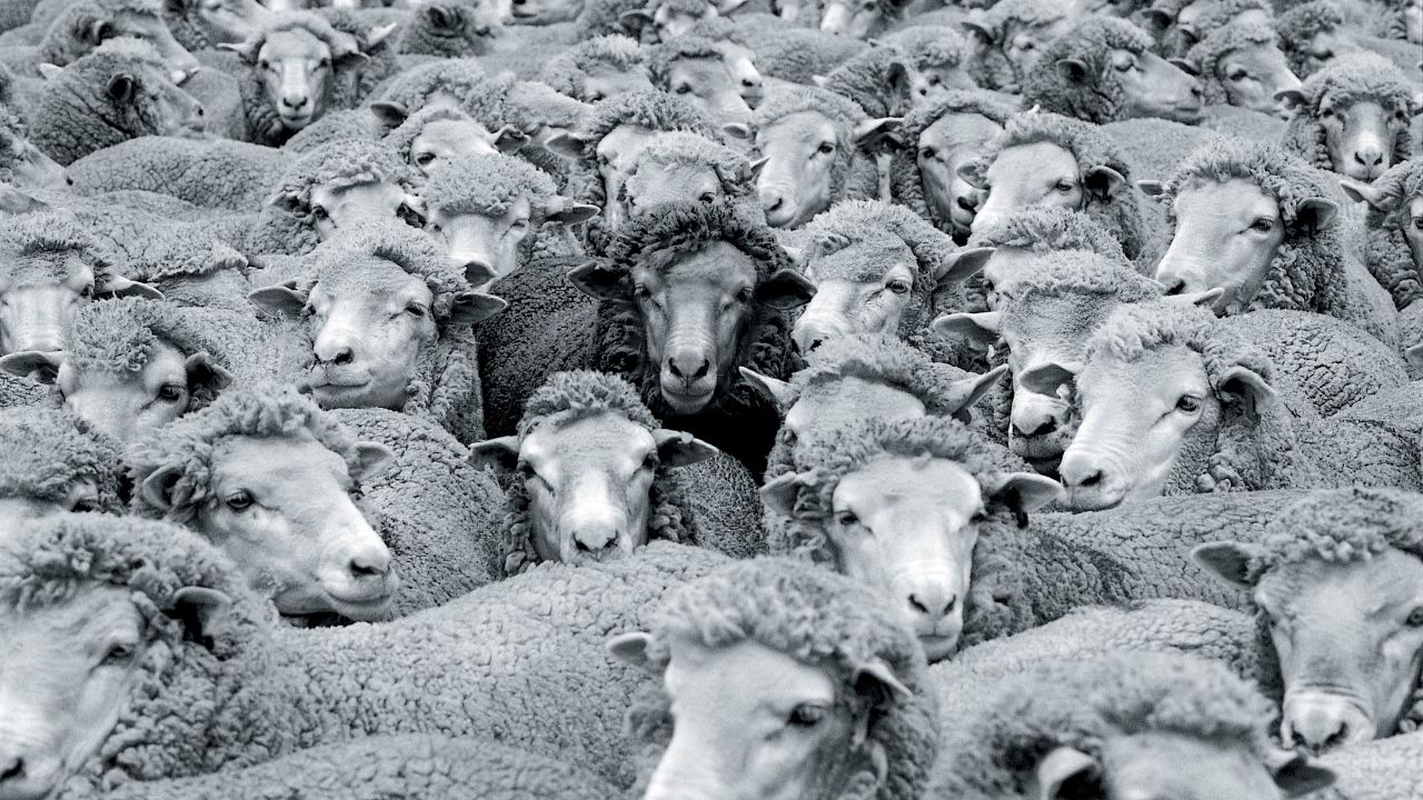 Animal Care: गर्मी में ये 5 काम कर लें, पशु रहेंगे फिट और दूध उत्पादन नहीं होगा कम