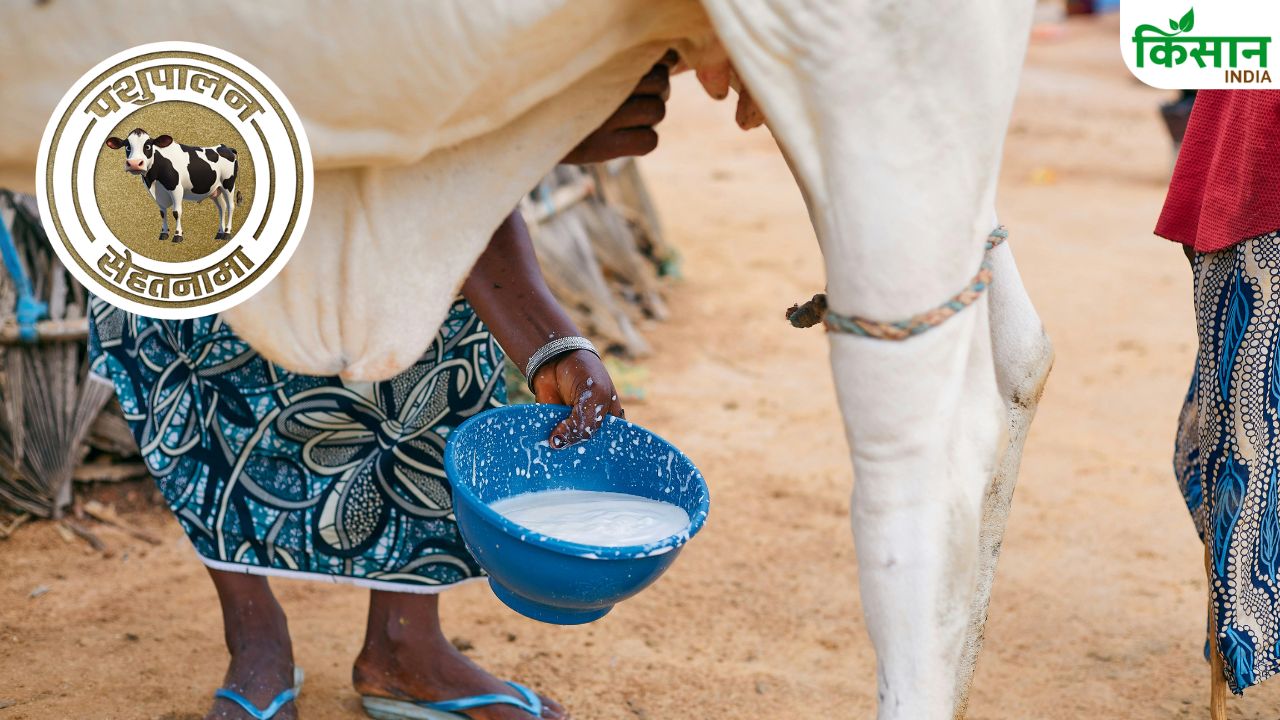 Dairy Animal Care: ज्यादा दूध देने वाली गाय-भैंस में छिपा बड़ा खतरा, ऐसे बचाएं अपने पशुओं को