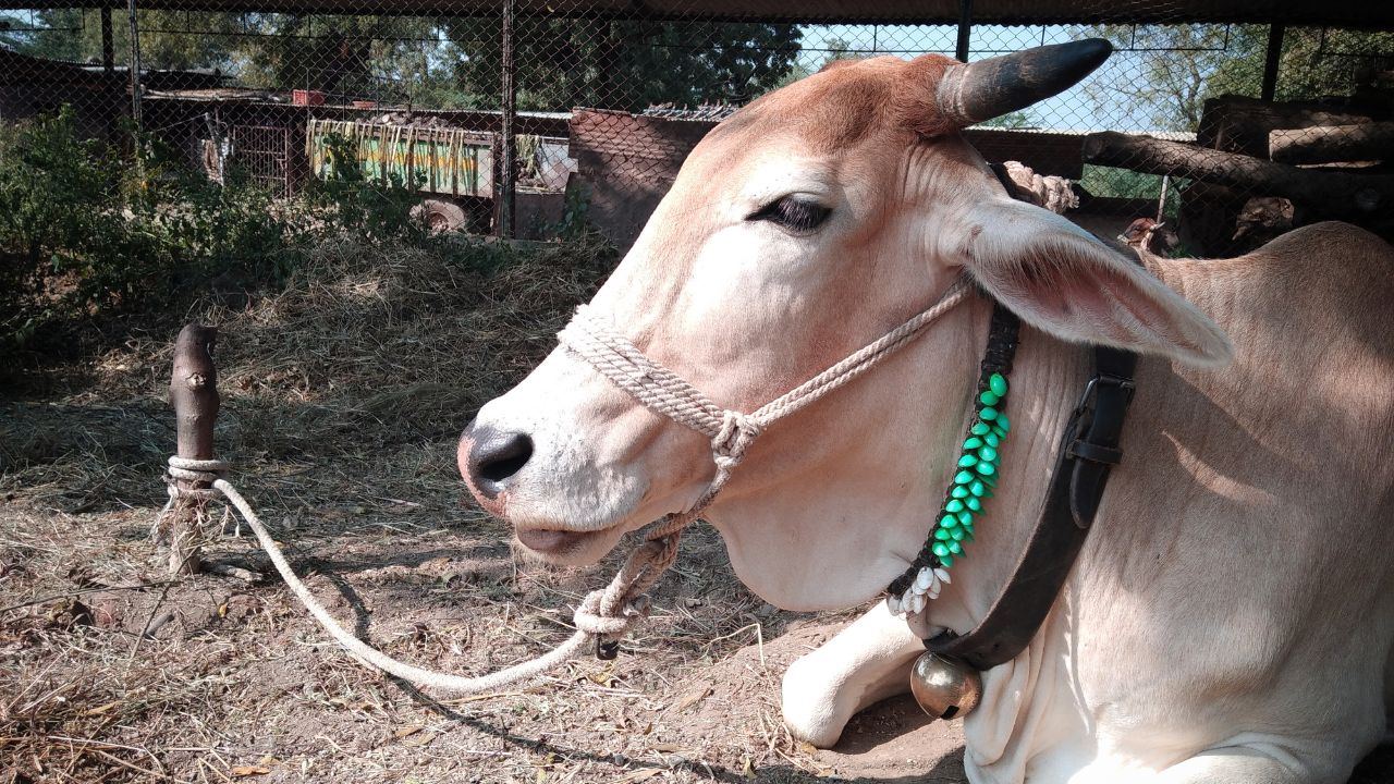 भीषण गर्मी से पहले पशुपालक कर लें ये तैयारियां, पशु नहीं होंगे बीमार और दूध भी बढ़ेगा