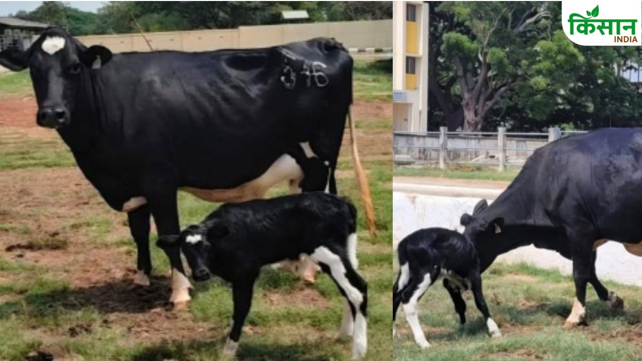 फ्रीजर से फार्म तक पहुंची जिंदगी, भारत में 10 साल पुराने भ्रूण से जन्मी बछिया.. जेनेटिक सुधार को मिलेगा बूस्ट