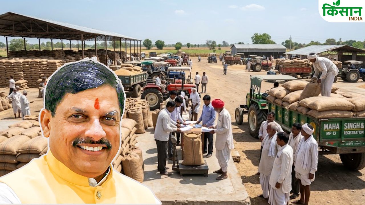 Wheat Procurement: सिर्फ 2 दिन में किसानों के खाते में 6.37 करोड़, मध्य प्रदेश में गेहूं खरीदी ने पकड़ी रफ्तार